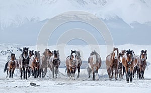 Herd Of Running Free Grazing Unsuited  Bay, Sorrel  Mongolian Horses With Fluttering Manes And Tails.Frost On The Skin.Frozen Re