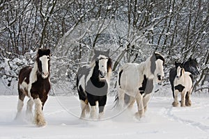 Herd of running horses