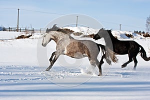 Herd of running horses