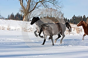 Herd of running horses