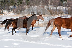 Herd of running horses