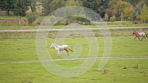 Herd of running horses