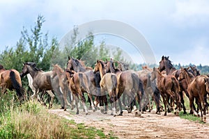 Herd of running horses photo