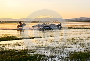 The herd and running manada