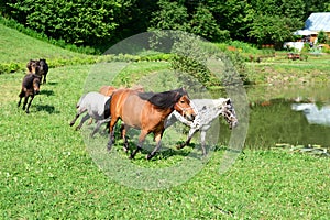 Herd of running mini horses Falabella on meadow