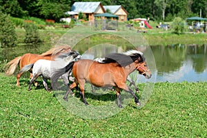 Herd of running mini horses Falabella on meadow, selective focus