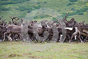 A herd of running reindeers. Yamal, Russia