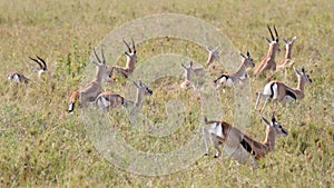 Herd of running Thomson's gazelles