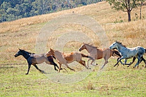 A Herd Of Running Wild Horses