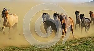 Herd of running wild multicolored icelandic horses raising up cloud of dust - Iceland, Highlands