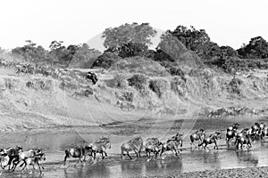 Herd of running wildebeest in Maasai Mara National Reserve in Kenya