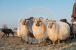 Herd of rural sheep with a sheepdog on a winter day with blue sky