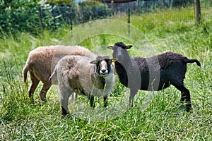 Herd of Rya sheep on the farm