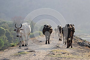 Herd`s walk photo
