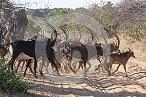 Herd of Sable Antelope - Chobe National Park - Botswana