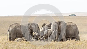 Herd of sad Elephants mourning a dead family member Serengeti Tanzania