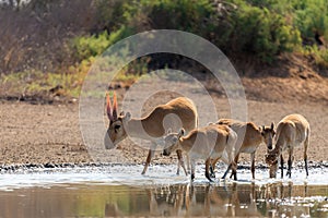 Herd Saiga antelopes or Saiga tatarica at water place in steppe