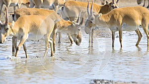 A herd of saigas drink a water from lake in wild nature
