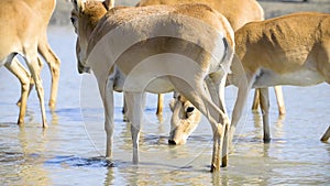 A herd of saigas drink a water from lake in wild nature