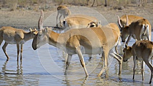 A herd of saigas drink a water from lake in wild nature