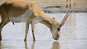 A herd of saigas drink a water from lake in wild nature