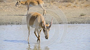 A herd of saigas drink a water from lake in wild nature