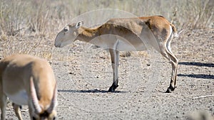 A herd of saigas drink a water from lake in wild nature