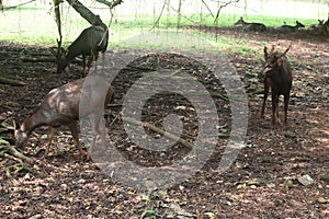 A herd of sambar deer on the ground