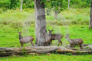 Herd of sambar deer or Rusa unicolor grazing in a wildlife sanctuary