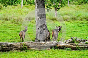 Herd of sambar deer or Rusa unicolor grazing in a wildlife sanctuary
