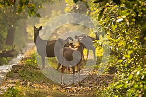 Herd of Sambar deers