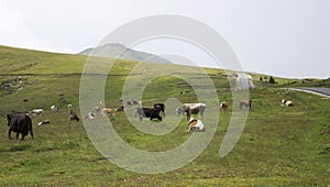 Herd of scattered cows on mountain field
