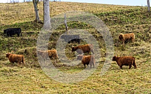 Herd of Scotland Highlands cattle