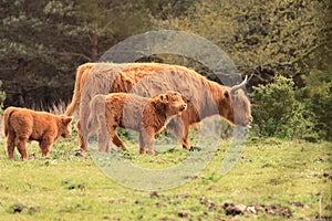 Herd of scottish highlander cows with calfs veluwe nature photo
