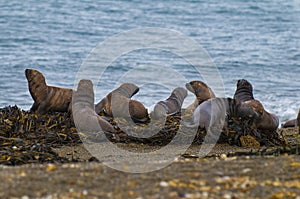 Herd of sea lions.Argentina photo