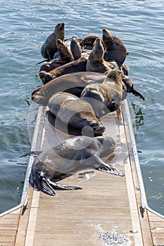 a herd of sea lions on the dock 52 in marina del ray california