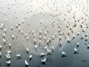 Herd of seagulls, laridae bird in the water