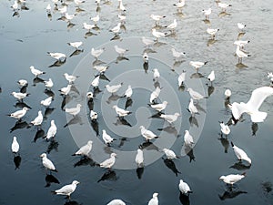 Herd of seagulls, laridae bird in the water photo