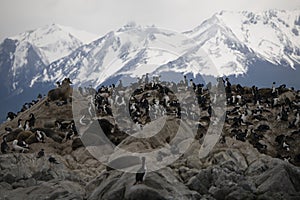 Herd of seals lounging together with migratory birds in Antarctica