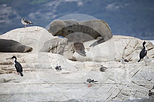 Herd of seals lounging together with migratory birds in Antarctica