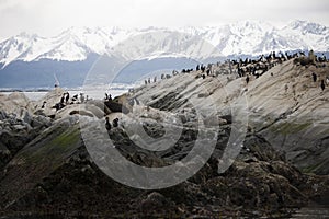 Herd of seals lounging together with migratory birds in Antarctica