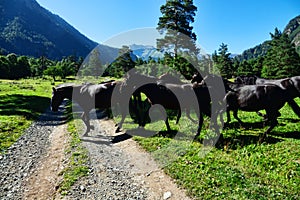 A herd of semi-wild horses in the Caucasus