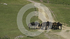 A herd of semi-wild horses in the Caucasus