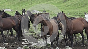A herd of semi-wild horses in the Caucasus