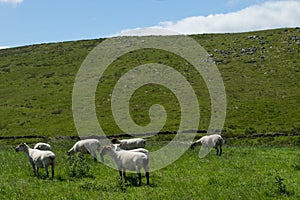 A Herd of Sheared Sheep in a Field.
