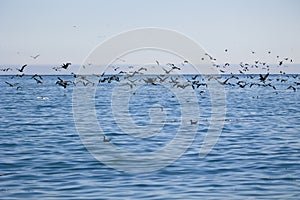 Herd of shearwater birds flying in the sea under blue sky