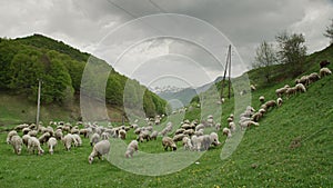 A herd of sheep.