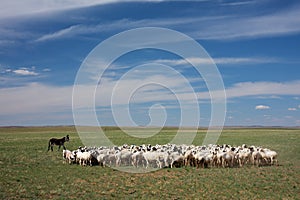 Herd of sheep