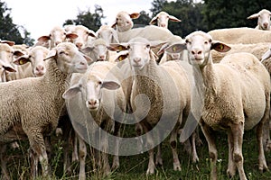 Rebano de oveja 