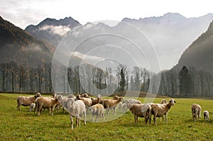 A herd of sheep